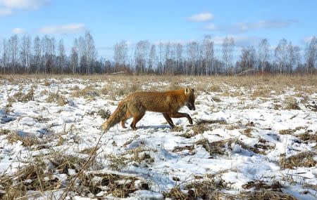 A fox walks through the 30 km (19 miles) exclusion zone around the Chernobyl nuclear reactor near the abandoned village of Babchin, Belarus, March 5, 2016. REUTERS/Vasily Fedosenko