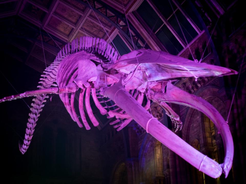 Night at the Museum fans will love spine-chilling after-hours fun at the Natural History Museum  (The Trustees of the Natural History Museum, London)