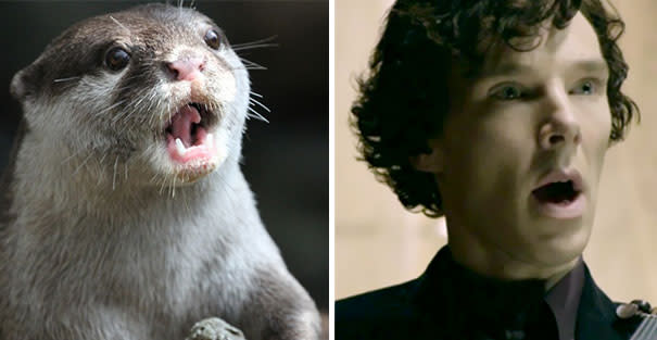 Selbst zu einem überrascht wirkenden Otter gibt es das passende "Sherlock"-Bild. (Bild-Copyright: Tumblr/redscharlach)