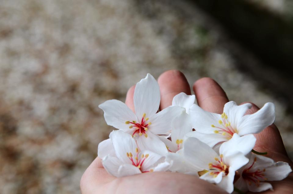 手捧桐花拍照好浪漫（圖片來源：Getty Creative）