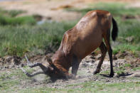 <p>A red hartebeest rubs his face into the soil after drinking water at the Goas watering hole near the Halali camp in Etosha National Park. (Photo: Gordon Donovan/Yahoo News) </p>