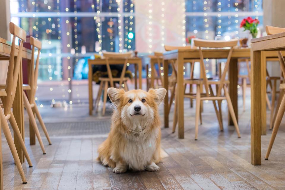 The best dog friendly restaurants in London