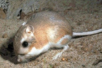 Kanagroo rats can go their whole lives without drinking water because they get it from the food.