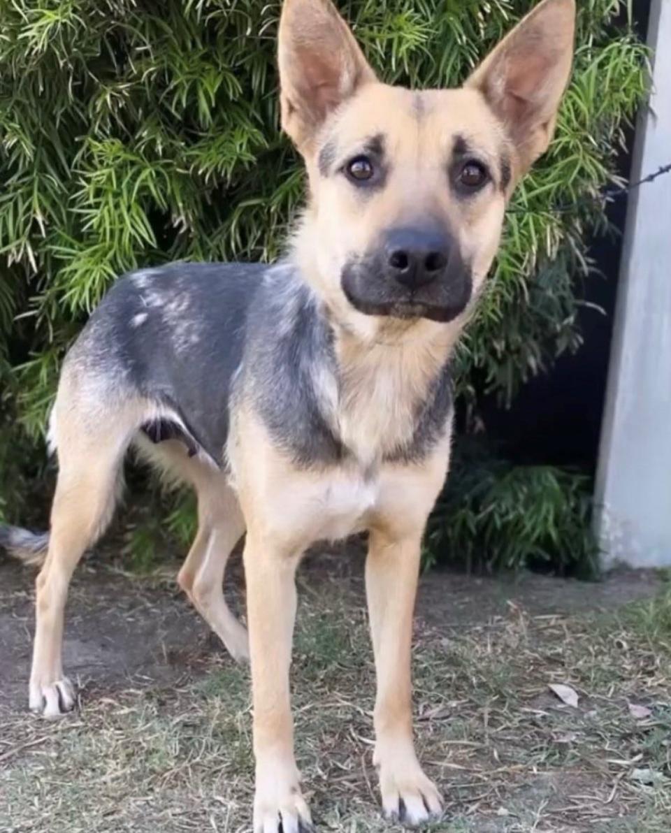 Pretty Girl, a rescue dog stolen from the Paw Works facility in Camarillo in June.