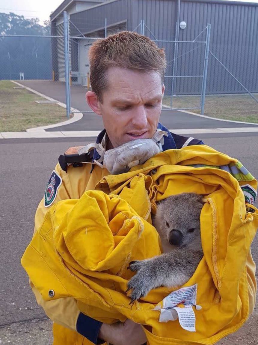 Fire fighters have found wildlife in the bushfire zone. Source: @NSWRFS/ Twitter