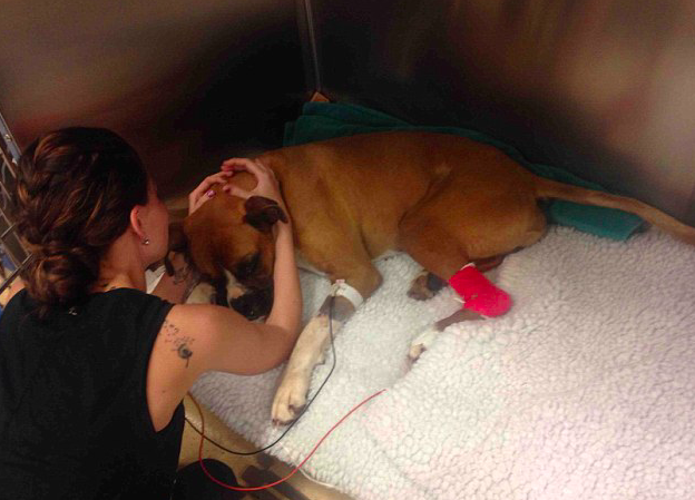 Recovery: The boxer was treated with anti-venom for the bites (GoFundMe)