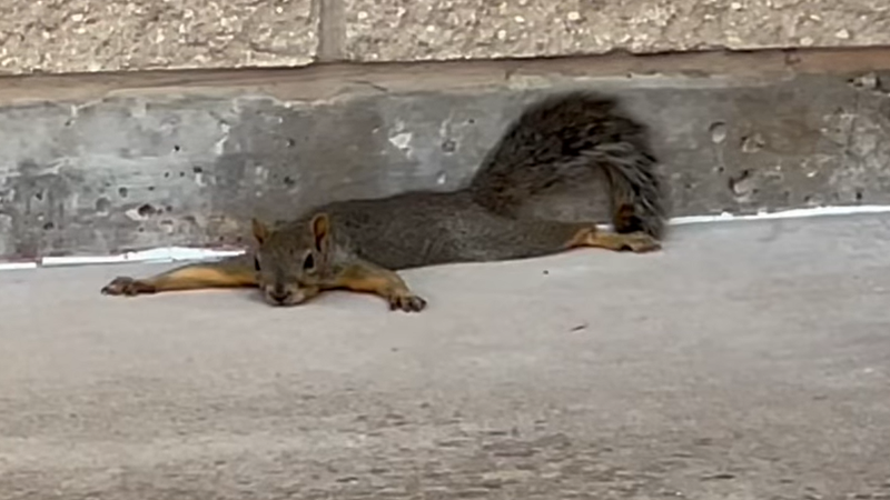 Screenshot of squirrel splayed out