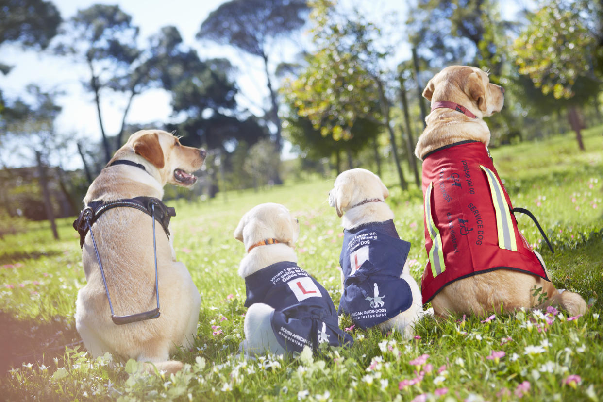 Hier sitzen vier Blindenhunde bei der Ausbildung. Doch der viermonatige Maverick wurde für seine Aufgabe nicht speziell ausgebildet, er passt einfach so auf den elfjährigen und blinden Golden Retriever Charlie auf. Foto: Symboldbild / gettyimages / Westend61