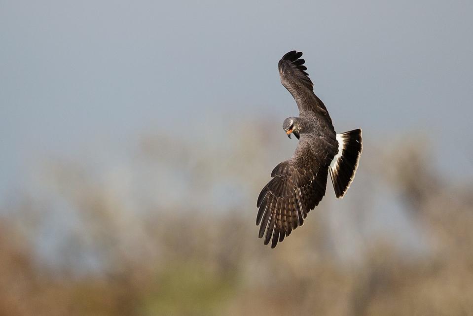 An endangered snail kite hunts for apple snails at Harns Marsh in Lehigh Acres recently. The rare birds are usually found in the Central Florida,  Lake Okeechobee and the Everglades area but a colony has established itself in the Harns Marsh area and they feed mostly on the invasive exotic apple snails. A University of Florida study published in 2017 says the birds evolved to develop a larger beak over a short span of 10 years so they could consume the larger invasive exotic apple snails. As scientists continue to research the changes and map the birdsÕ genome, some say it may be saving the species from extinction.