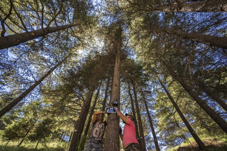 Workers install a censor on a Lebanese cedar tree that alerts authorities of potential forest fires in the Cedars of God forest, in the northeast mountain town of Bcharre, Lebanon, Saturday, Aug. 5, 2023. For Lebanon's Christians, the cedars are sacred, these tough evergreen trees that survive the mountain's harsh snowy winters. They point out with pride that Lebanon's cedars are mentioned 103 times in the Bible. (AP Photo/Hassan Ammar)