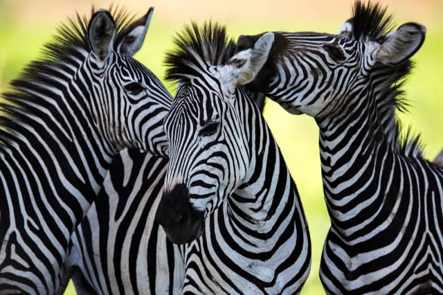 Zoo kills healthy zebra to feed tigers