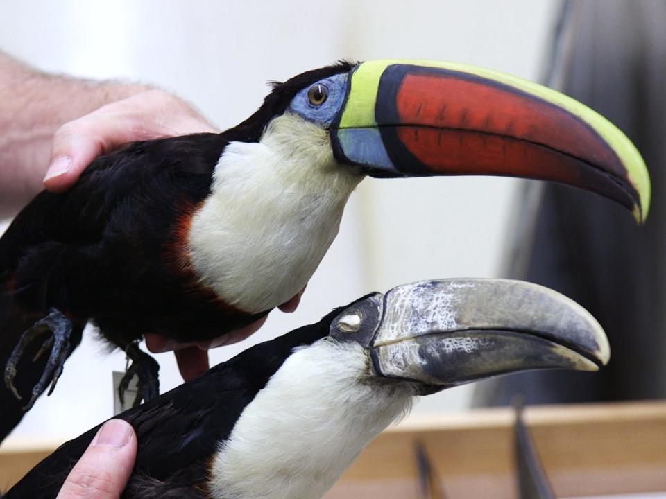 A colorful, taxidermied toucan on top and a toucan skin specimen with a discolored bill.