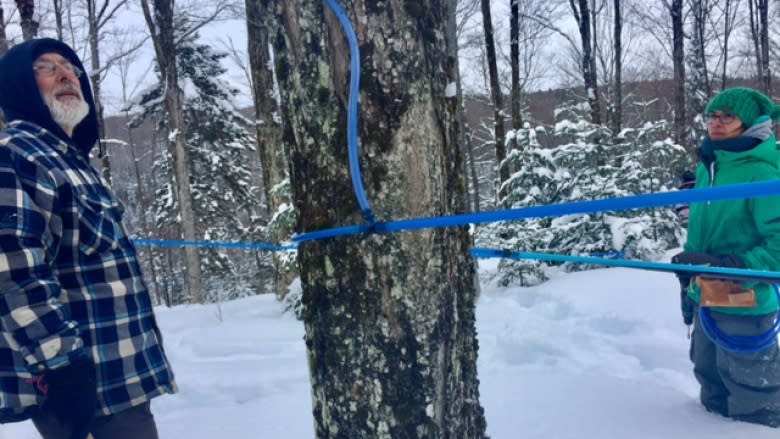 Learning the sweet tricks of the maple syrup trade