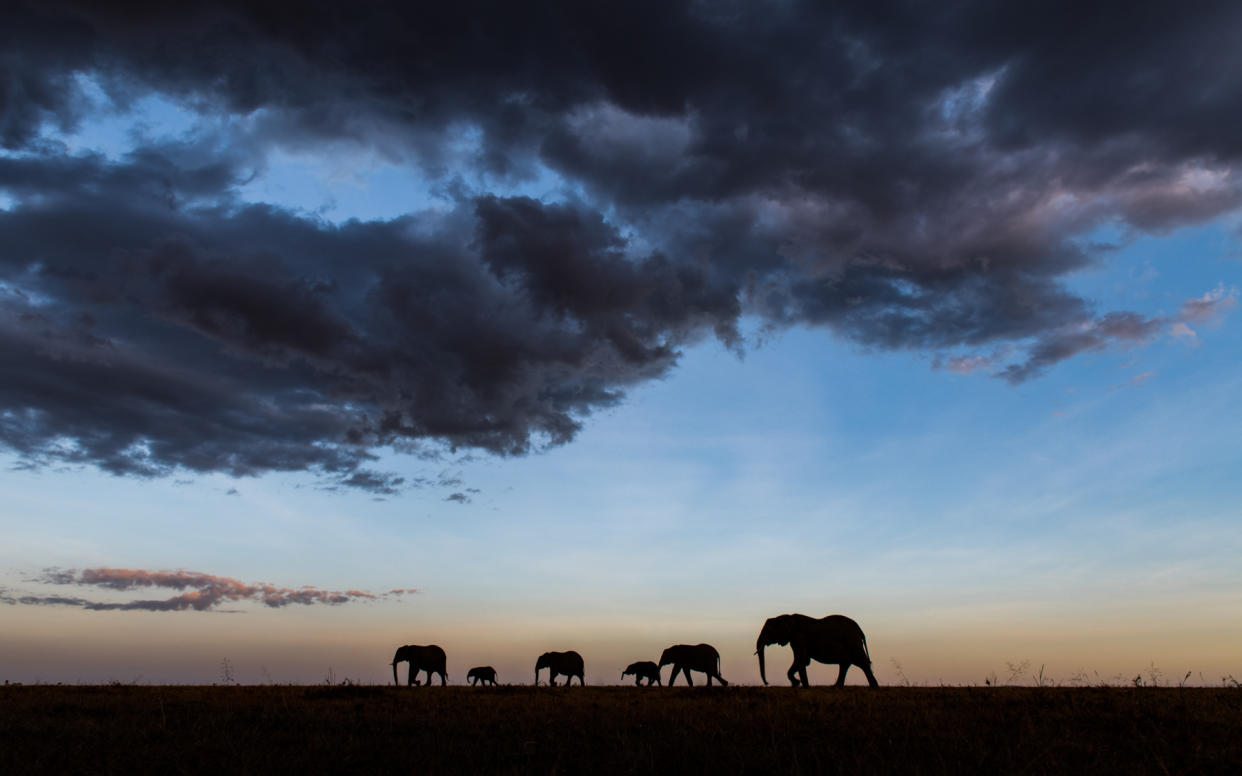 Elephants feature among the new Big Five (Gurcharan Roopra/PA)