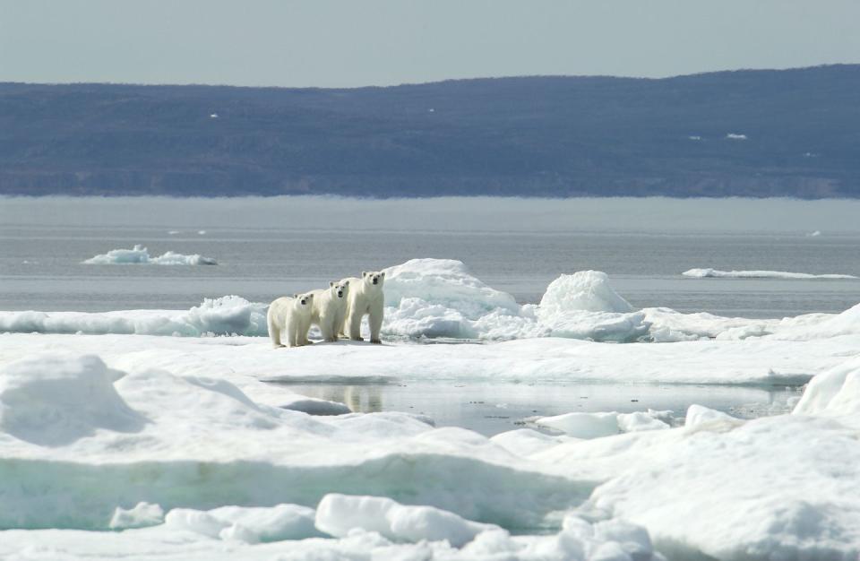 Polar Bears Can Have Pals