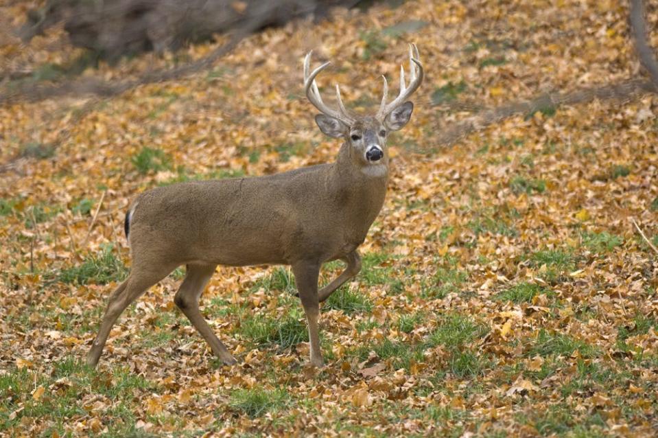 Opening Day is Wednesday for the firearm deer season. The season runs from Nov. 15 to Nov. 30.