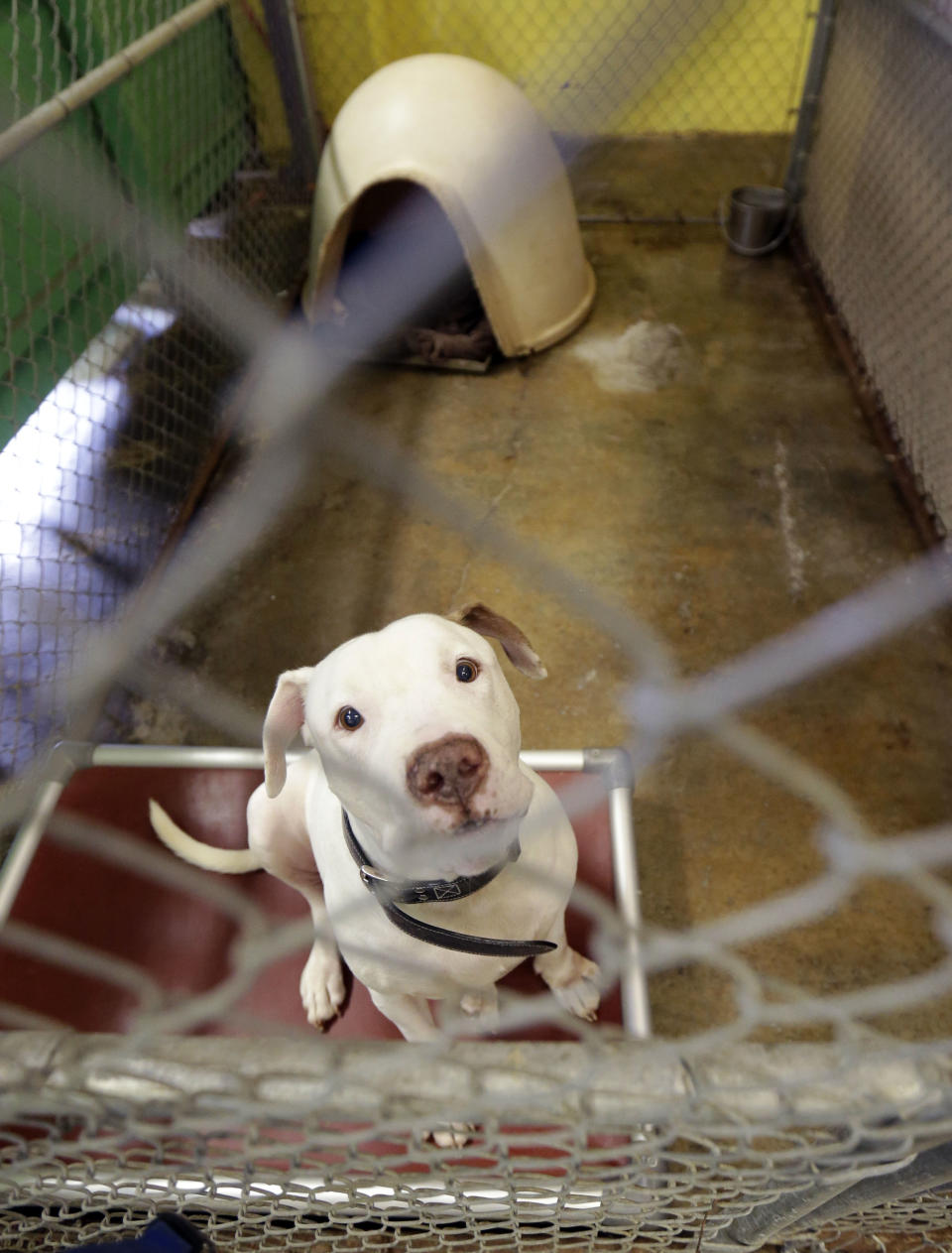 In this Oct. 10, 2013, photo, a pit bull available for adoption sits in its enclosure at the Villalobos Rescue Center, run by Tia Maria Torres of Animal Planet's "Pit Bulls and Parolees," in New Orleans. Torres, who runs the nation’s largest pit bull rescue center and has long paired abused and abandoned dogs with the parolees who care for them, has moved her long-running reality TV series from southern California to New Orleans, where hurricanes and overbreeding have left many pit bulls abandoned or abused. (AP Photo/Gerald Herbert)