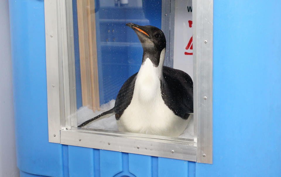 New Zealand's Happy Feet Penguin Returns To The Sea