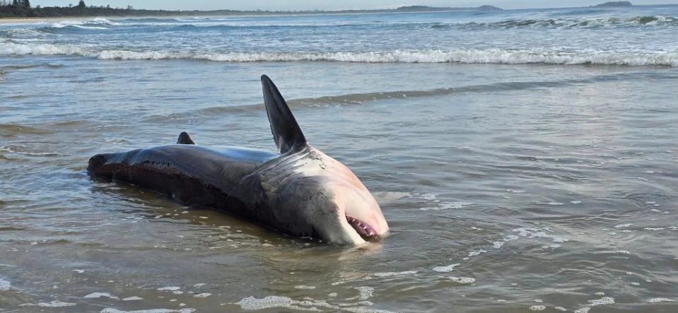 Unfortunately, it was too late to save the shark’s life once the experts arrived to the scene. Facebook/Suzy Martin