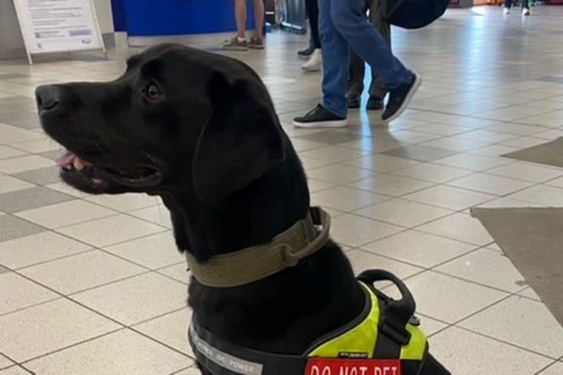 PSNI's Dog Unit conducted patrols within Europa Bus Station and the Great Northern Mall area