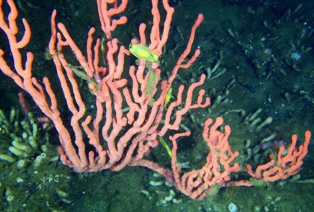 Government closes bottom contact fishing near rare B.C. coral reef