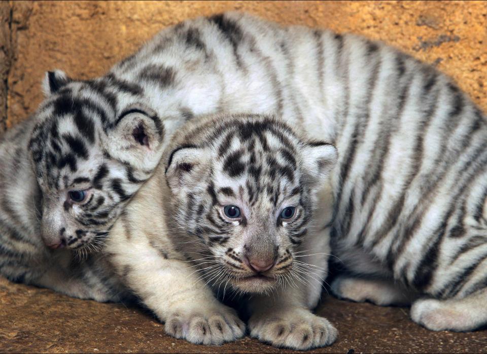 Two-month old white tiger cubs are seen at the Attica Zoological Park in Spata, near Athens, Friday, June 29, 2012. (AP Photo/Thanassis Stavrakis)