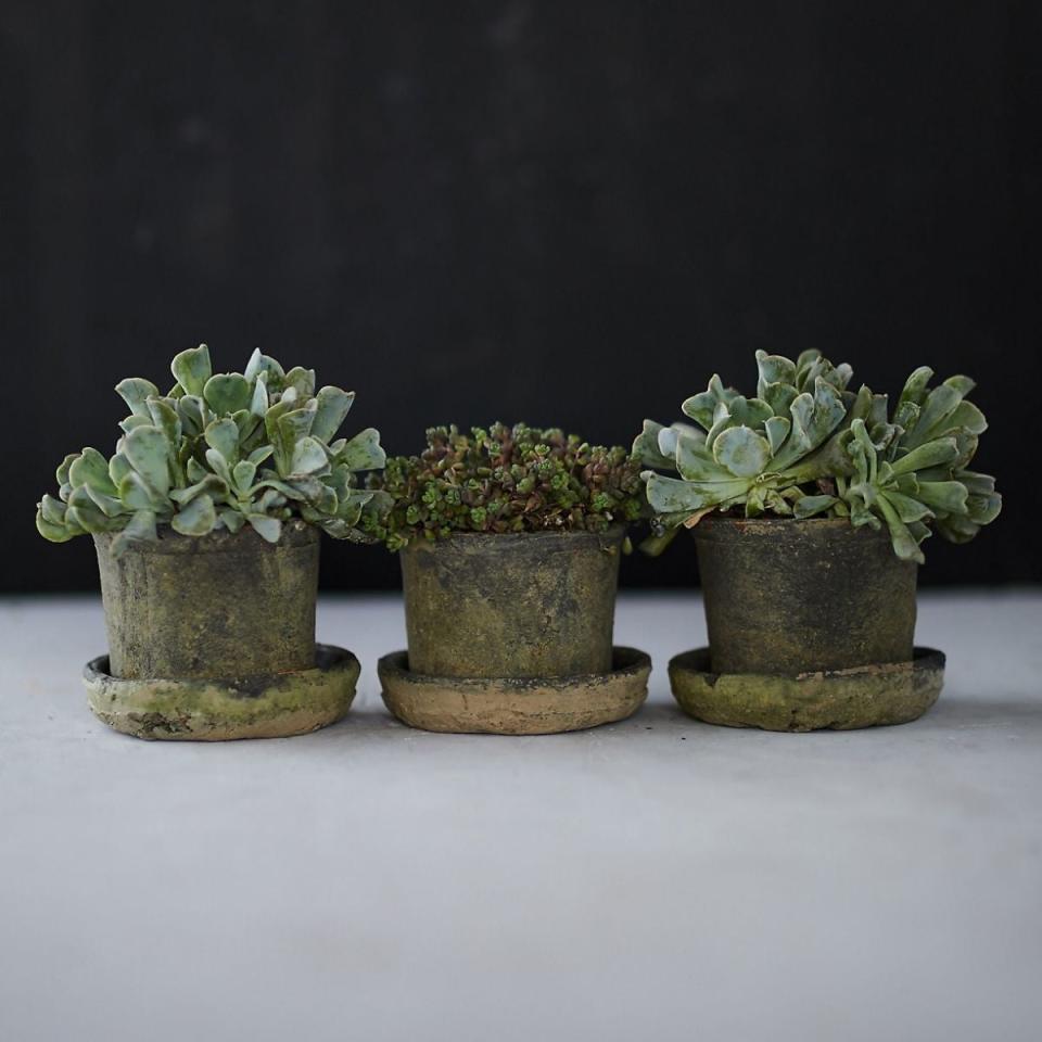 The Gifts for Gardeners Option: Earth Fired Clay Low Sill Pot + Saucer, Set of 3