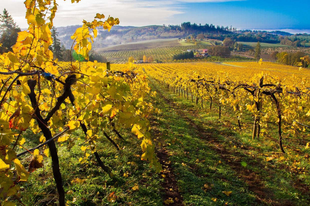 Vineyard in autumn in Willamette Valley near Salem, Oregon