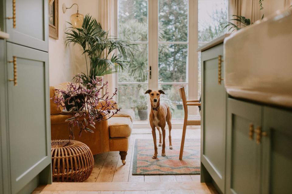 dog standing in kitchen, boy dog names