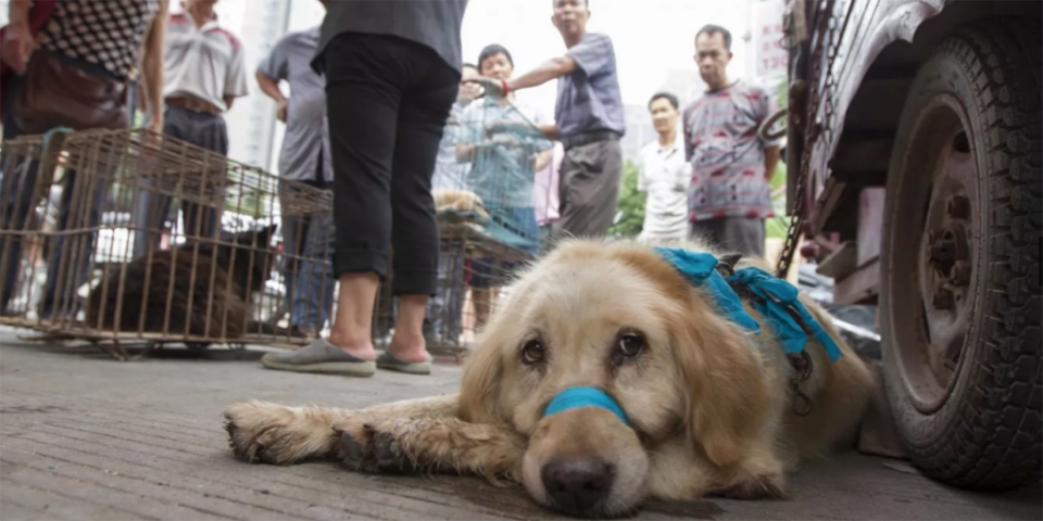 <span>Un perro, a punto de ser sacrificado en un mercado, previo al Festival de Yulin. La presión de los activistas ha significado que la cantidad de perros asesinados durante el festival se haya reducido significativamente. (Foto: Getty Images)</span>