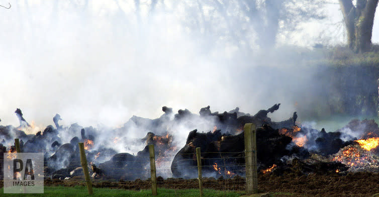 <span class="caption">The FMD outbreak in 2007 was on a much smaller scale than the devastating outbreak of 2001 where thousands of cattle were destroyed all over the UK, but it coincided with the first outbreak of bluetongue virus.</span> <span class="attribution"><a class="link " href="https://www.paimages.co.uk/image-details/2.1418283" rel="nofollow noopener" target="_blank" data-ylk="slk:PA;elm:context_link;itc:0;sec:content-canvas">PA</a>, <a class="link " href="http://creativecommons.org/licenses/by-sa/4.0/" rel="nofollow noopener" target="_blank" data-ylk="slk:CC BY-SA;elm:context_link;itc:0;sec:content-canvas">CC BY-SA</a></span>