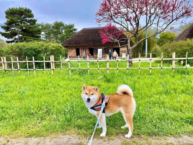 &#x0025b2;&#x005b9a;&#x006625;&#x00ff1a;&#x004f60;&#x008aaa;&#x006211;&#x00662f;&#x008c93;&#x00ff1f;&#x004f46;&#x006211;&#x005916;&#x008c8c;&#x00662f;&#x0067f4;&#x0072ac;&#x003002;&#x00ff08;&#x005716;&#x00ff0f;Instagram&#x00ff1a;sadaharu.shiba&#x00ff09;