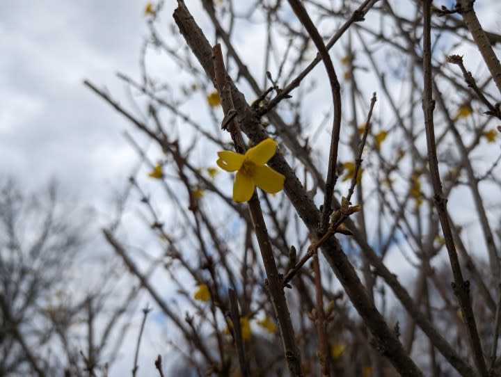 A photo of a yellow flower on a bush, taken with the Google Pixel 8.