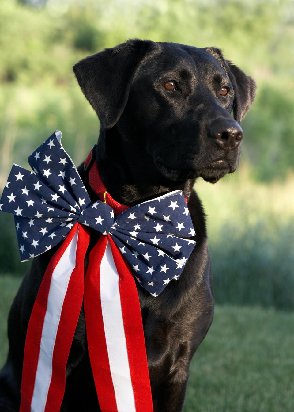 A black labrador dog is decorated for a Fourth of July Picnic