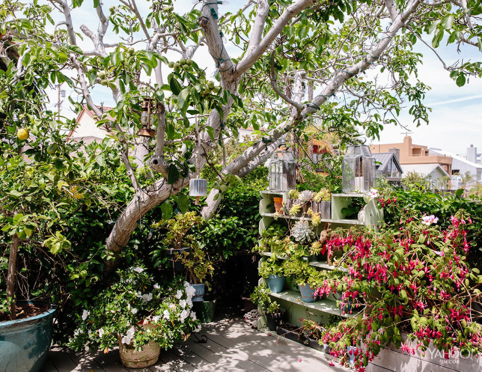 Rooftop Garden