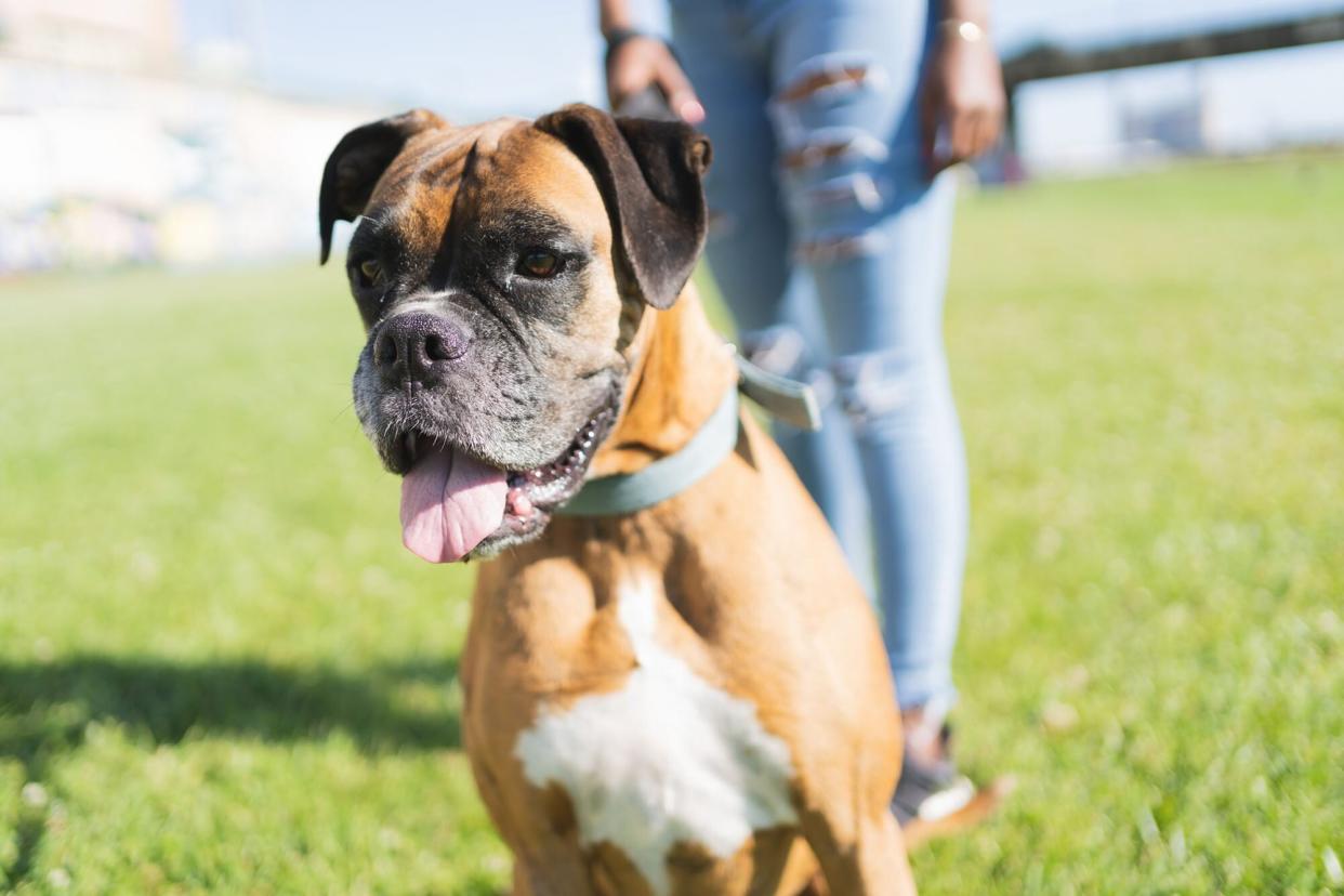 boxer on leash with woman; boxer dog names