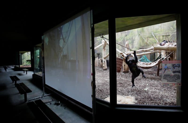 Chimpanzees in locked-down Czech zoos keep in touch over video