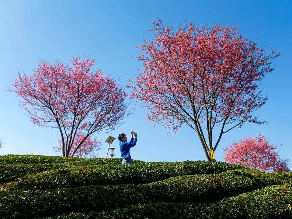 A tourist enjoys blooming cherry blossoms at a tea garden on March 13, 2023 in Huangshan city, Anhui Province of China.