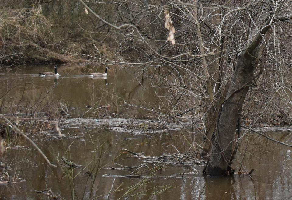 Geese float along the flooded Cooper River in Pennypacker Park, Cherry Hill, on Wednesday, Jan. 10.