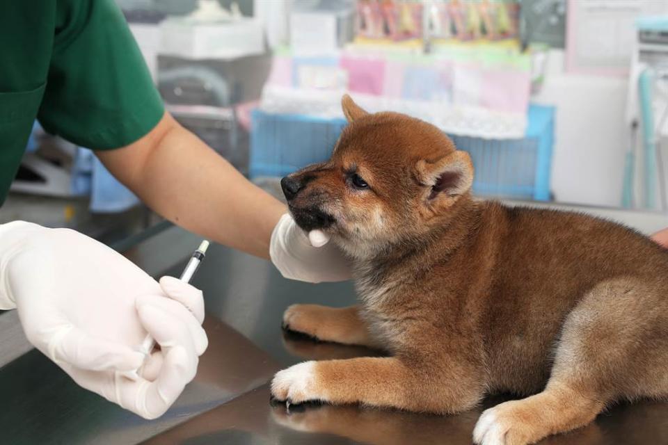 柴犬拿鐵原本以為要出門散步超級興奮，沒想到目的地卻是獸醫院，讓牠氣得趴地裝死。(示意圖/達志影像)