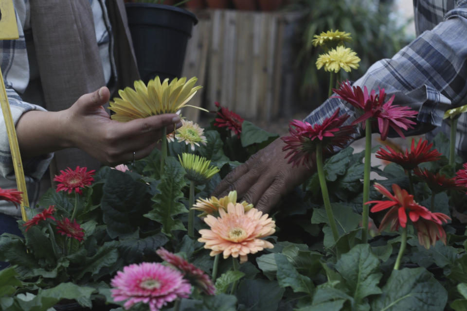 A woman asks a gardener for Gerbera daisies in the Yogi Nursery, in New Delhi, India, Monday, Feb. 12, 2024. Looking for a meaningful, beautiful, sustainable and last-minute gift for your Valentine? Consider houseplants. (AP Photo/Verda Subzwari)