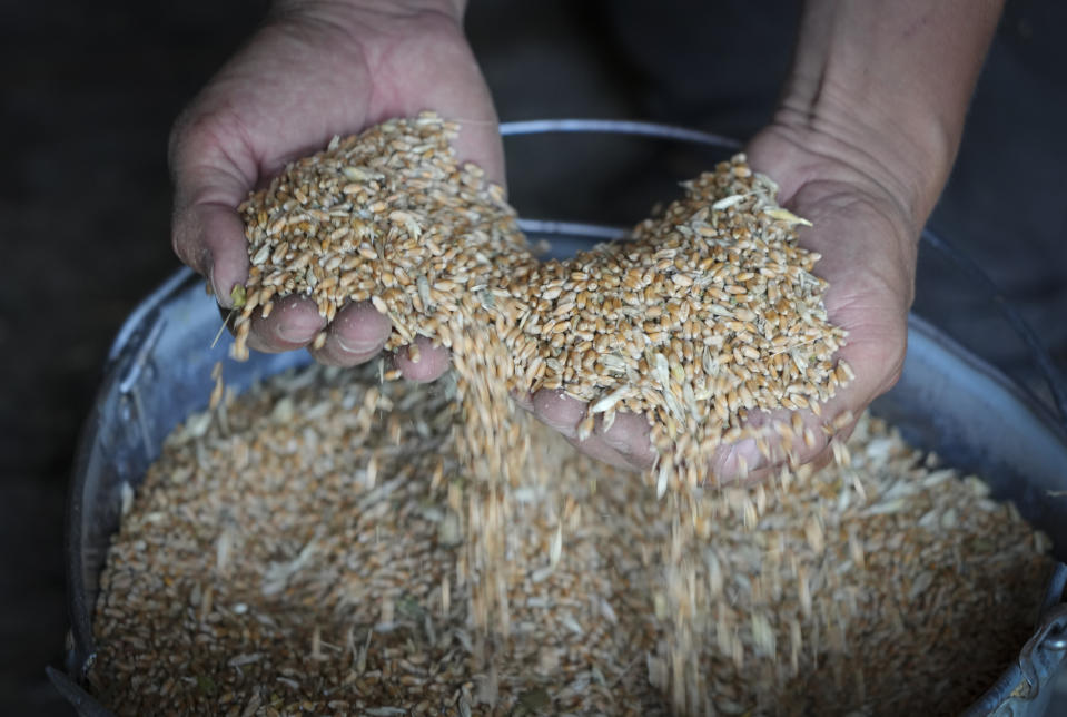 Farmer Serhiy shows grain in his barn in the village of Ptyche in eastern Donetsk region, Ukraine, Sunday, June 12, 2022. An estimated 22 million tons of grain are blocked in Ukraine, and pressure is growing as the new harvest begins. The country usually delivers about 30% of its grain to Europe, 30% to North Africa and 40% to Asia. But with the ongoing Russian naval blockade of Ukrainian Black Sea ports, millions of tons of last year’s harvest still can’t reach their destinations (AP Photo/Efrem Lukatsky)