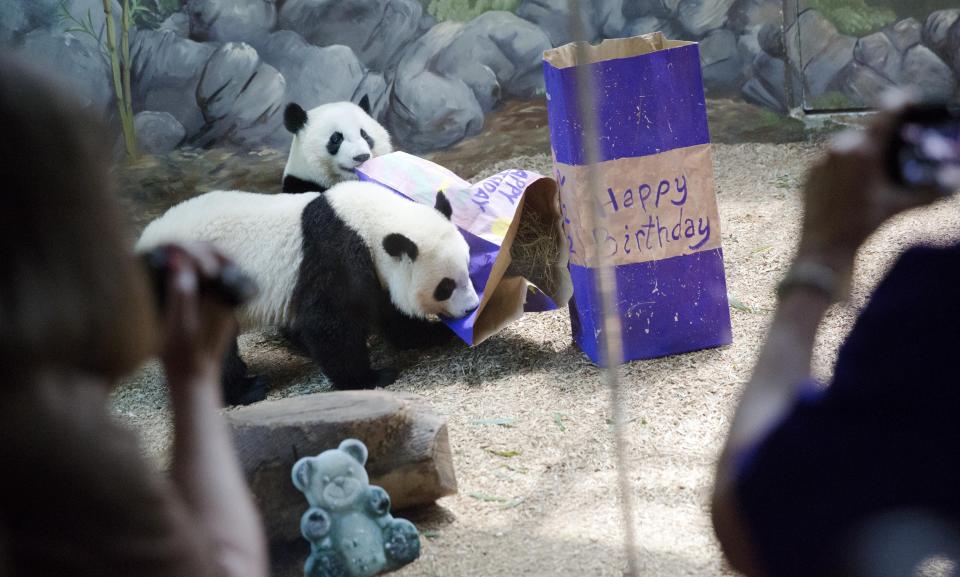 FILE - Twin giant panda sisters Mei Huan, rear, and Mei Lun, play with their presents filled with biscuits as they celebrate their second birthday at Zoo Atlanta on July 15, 2015, in Atlanta. In the U.S., panda enthusiasts can still see giant pandas the zoo in Atlanta. Around the world, zoos in Berlin, Qatar and Mexico City are among those that have been given pandas by China, the only place where the animal is native. (AP Photo/David Goldman, File)