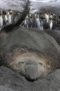 <b>Frozen Planet, BBC One, Wed, 9pm</b><br><b> Episode 3</b><br><br>Elephant seal and king penguins on beach, South Georgia. The seal flicks wet sand on its back to keep cool. The elephant seals present an obstacle course to the king penguins who have to navigate around their large blubbery bodies in order to cross the 150 metres between the surf and their colony.