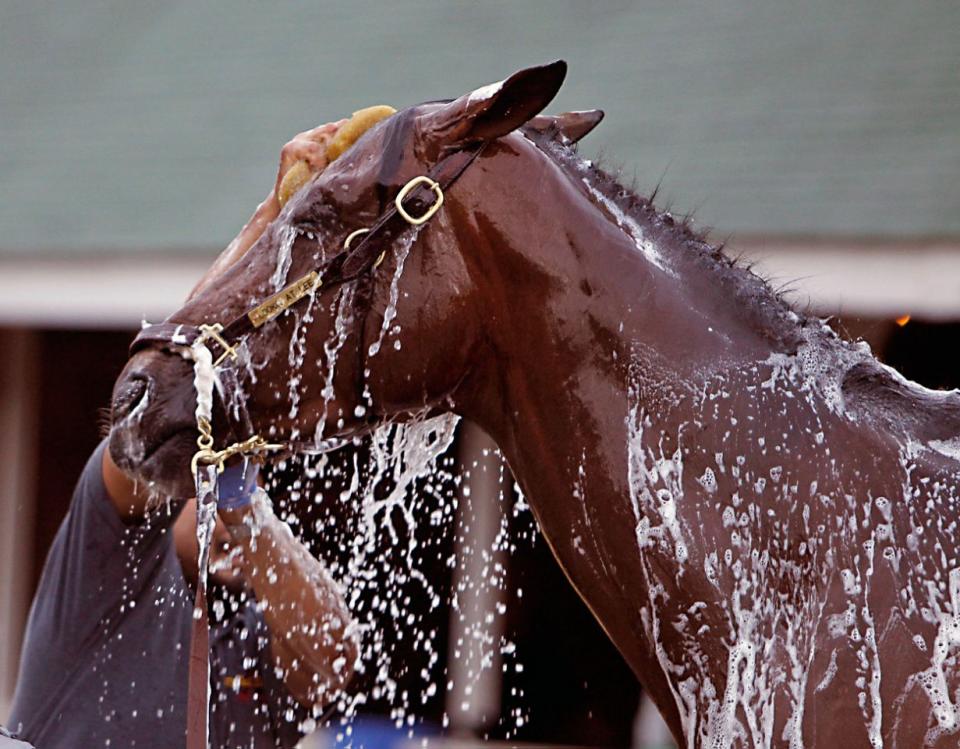 <p>Einige Tage vor dem wichtigen Kentucky-Derby wird das Rennpferd Lookin at Lee nach einer Trainingseinheit gewaschen und gepflegt. (Bild: AP Photo/Garry Jones) </p>