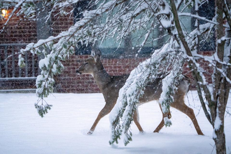 A deer walks through freshly fallen snow Friday, March 22, 2024 in Mequon, Wisconsin.