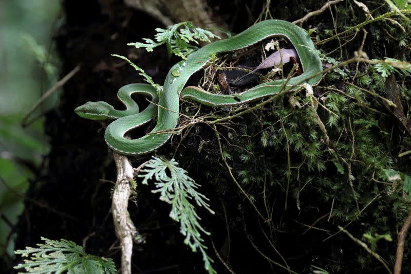 The Wider Image: Taiwan plant hunters race to collect rare species before they are gone