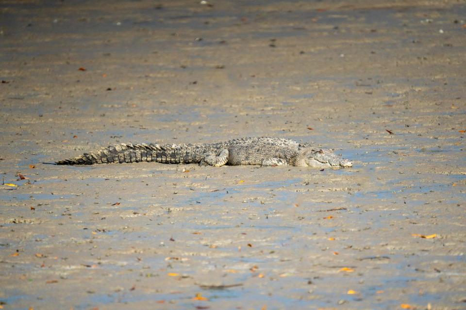 A crocodile rests in the mud in the Hunter River.