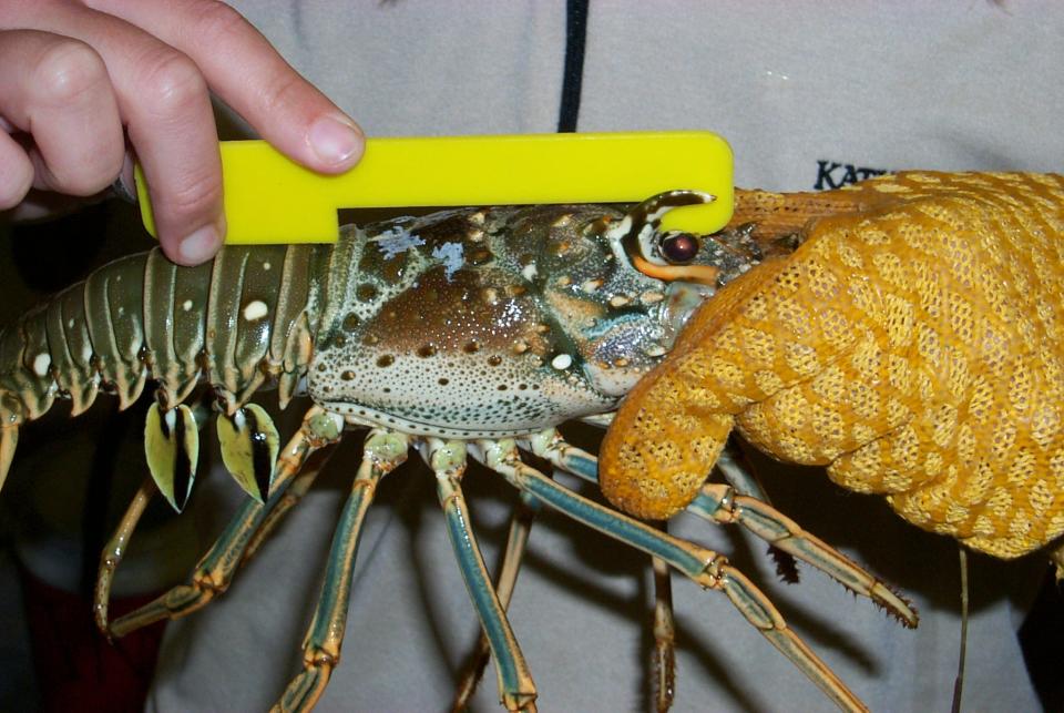 Florida spiny lobster miniseason is Wednesday, Thursday. What to know