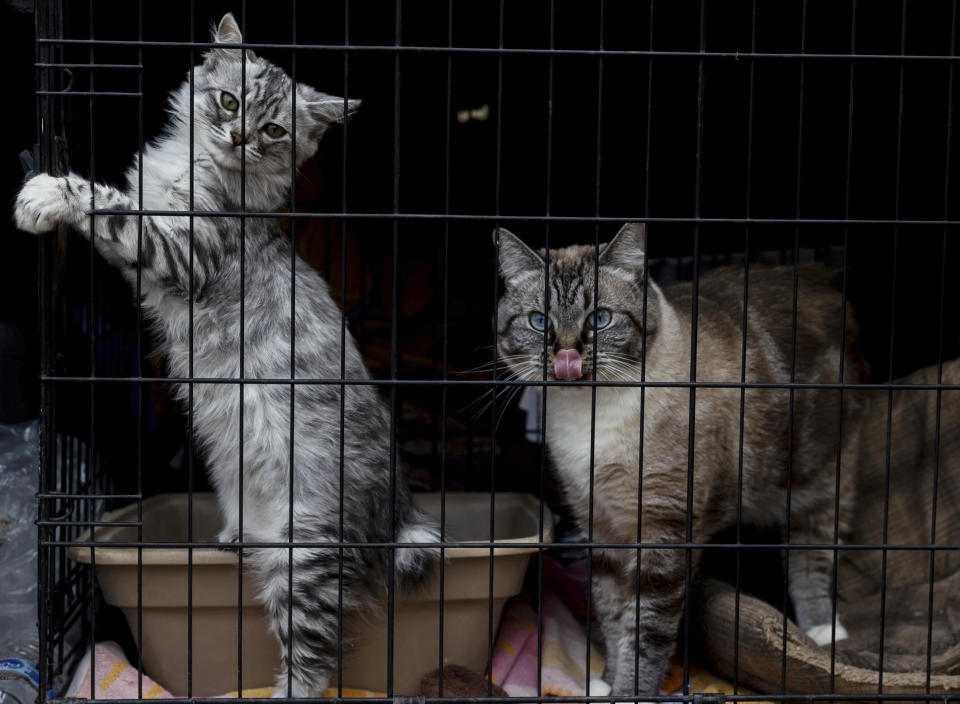 Cats Mia and Kesh, from left, rest at the Green Valley Community Church evacuation shelter on Thursday, Aug. 19, 2021, in Placerville, Calif., as the Caldor Fire continues burning. (AP Photo/Ethan Swope)
